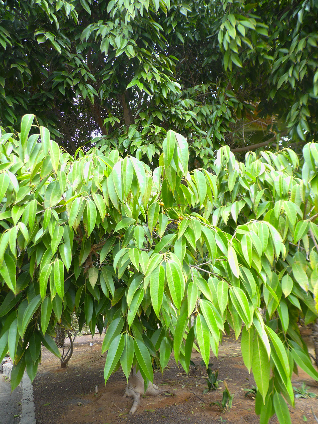 Ficus Binnendijkii Alii
