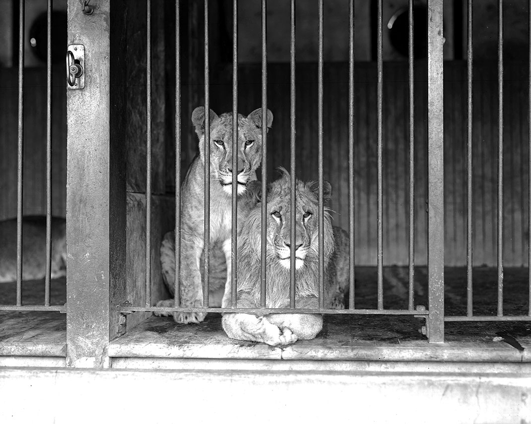 Lions_cage