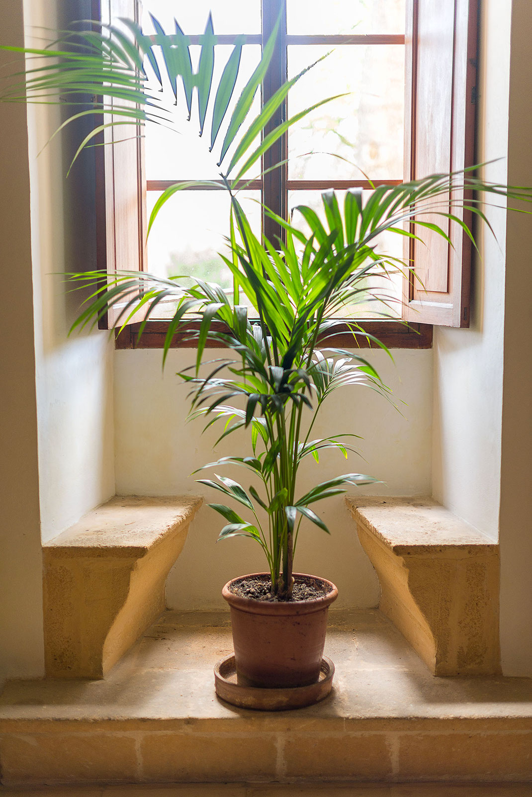 Un palmier en intérieur via Shutterstock