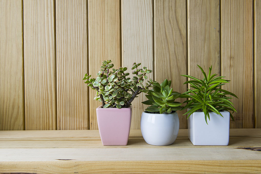 Des plantes d'intérieur via Shutterstock