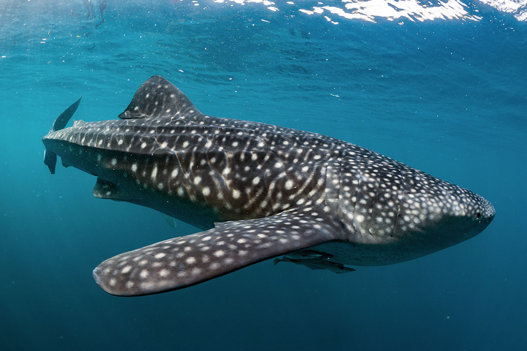 Un requin-baleine via Shutterstock