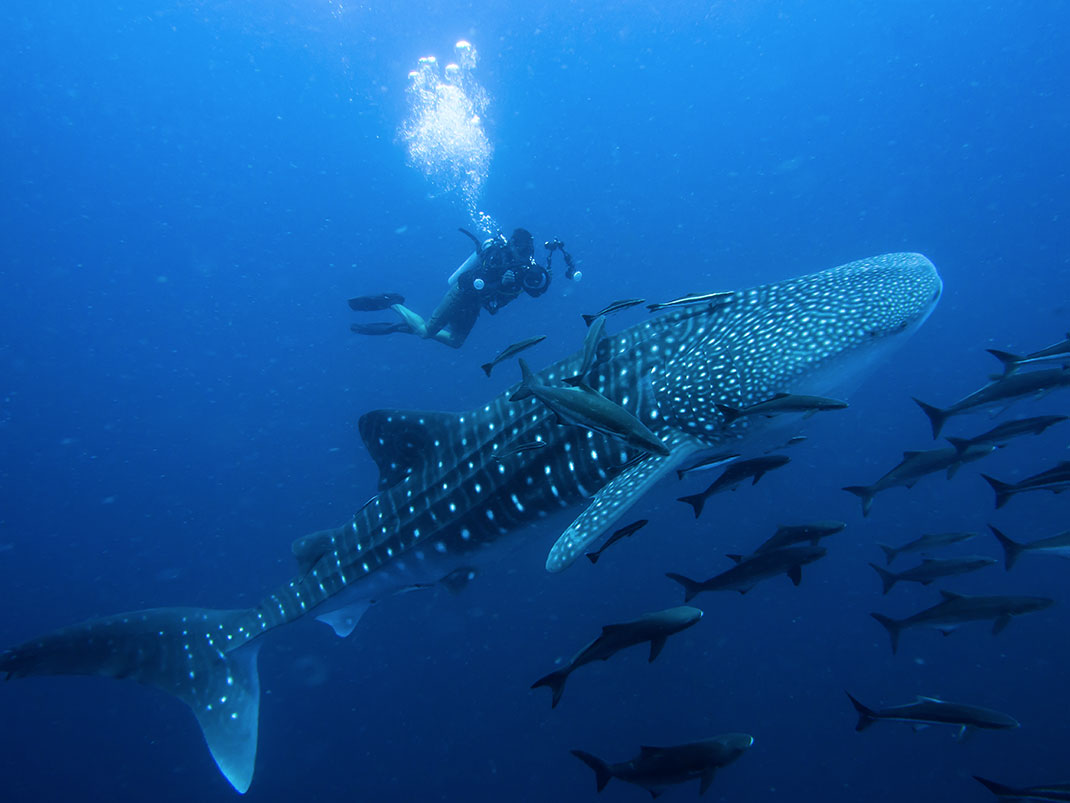 Un requin-baleine via Shutterstock