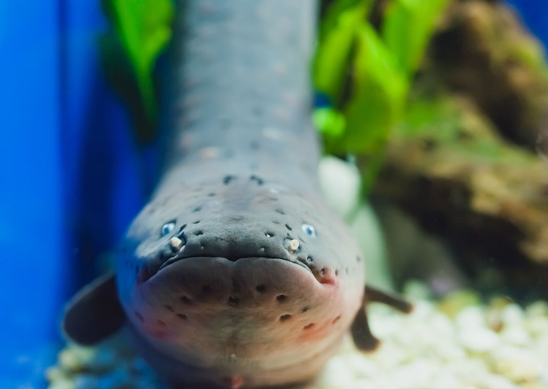 Une anguille électrique dans un aquarium via Shutterstock