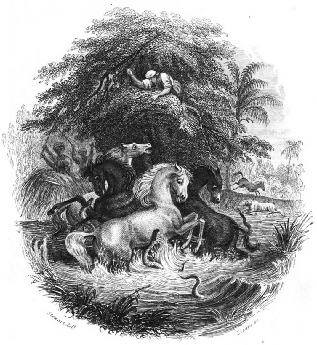 Une reproduction de l'anecdote d'Alexander von Humboldt