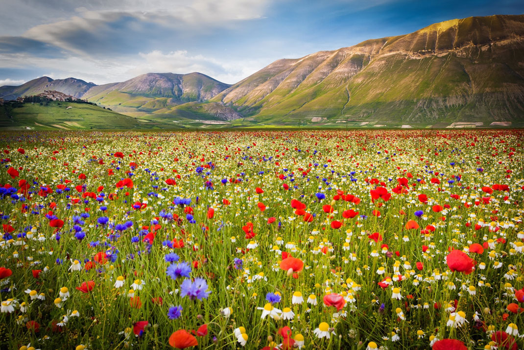 Des champs de fleurs s'étalent devant des montagnes en Italie via Shutterstock