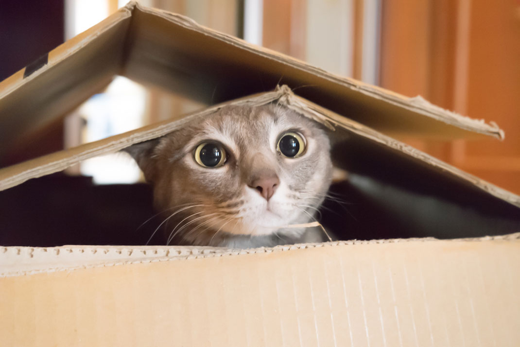 Un chat qui joue dans une boite en carton via Shutterstock