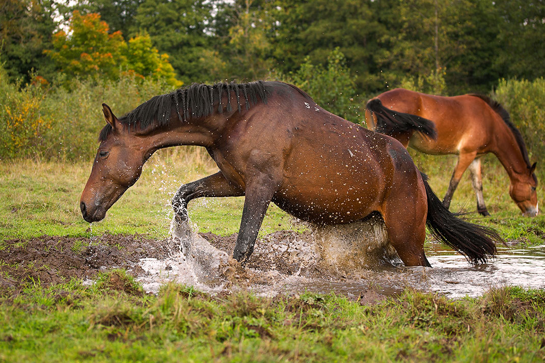 Un cheval via Shutterstock