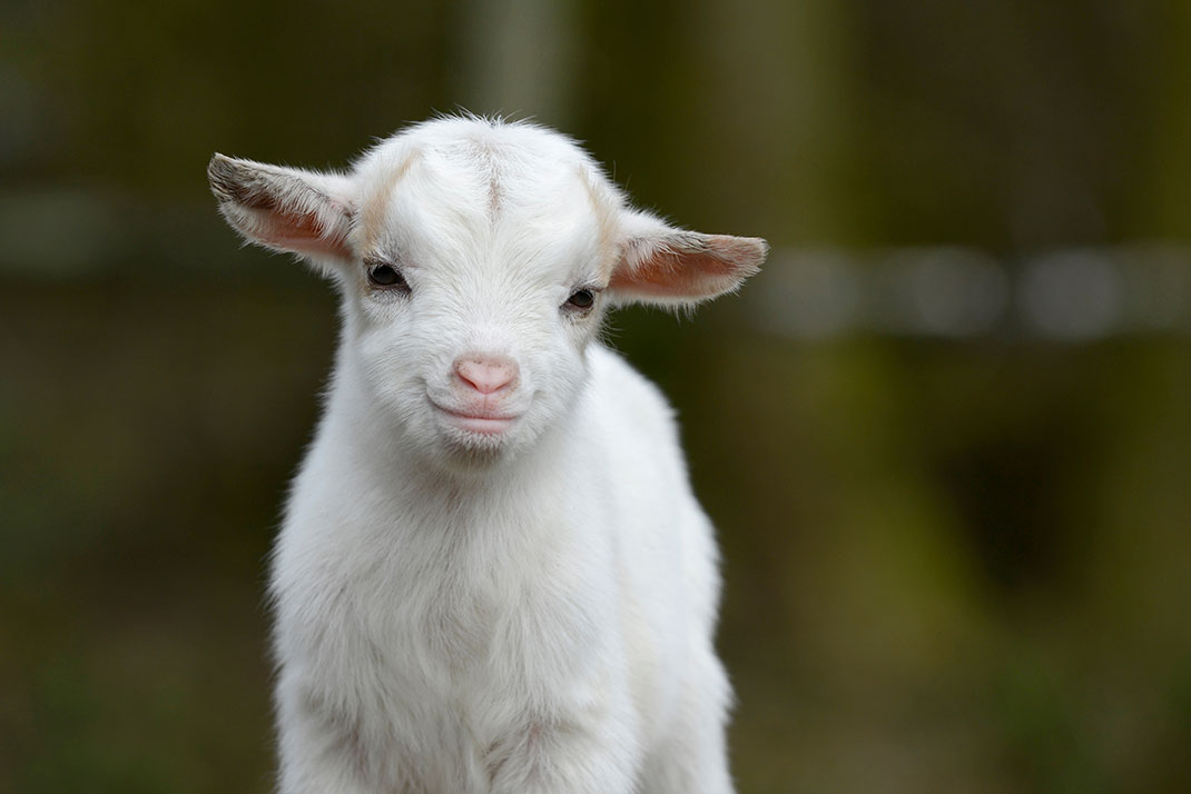 Une bébé chèvre via Shutterstock
