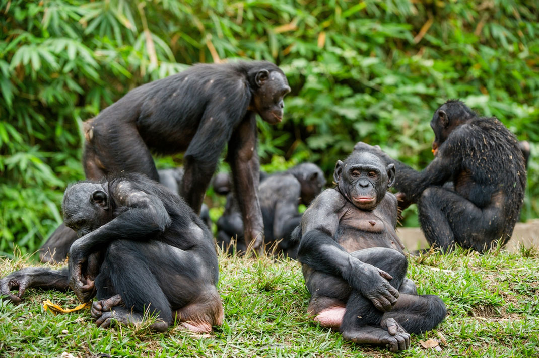 Un groupe de bonobos en train de se relaxer via Shutterstock