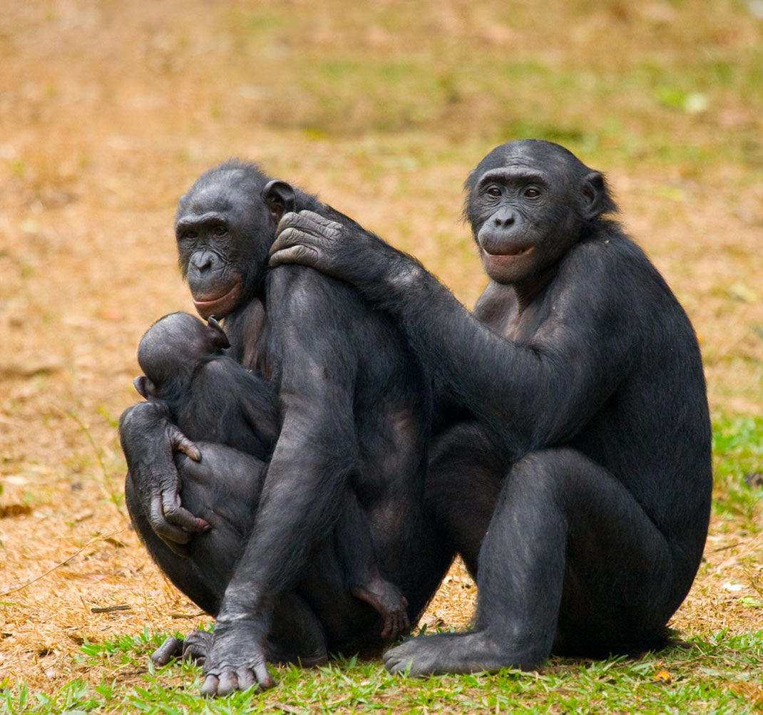 Deux bonobos et leur bébé via Shutterstock