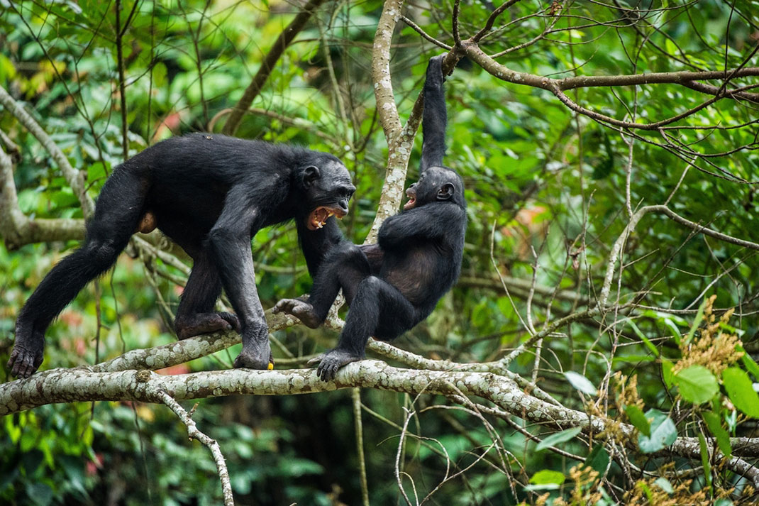 Deux bonobos s'affrontant via Shutterstock