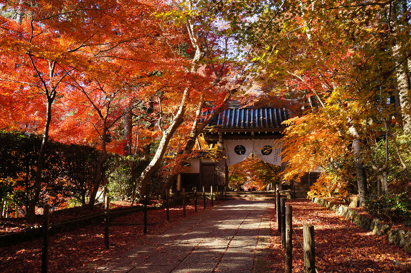 Plongez dans l’histoire de Kyoto, ancienne capitale japonaise à la culture ancestrale préservée ! Par Florent Kyoto-arbres