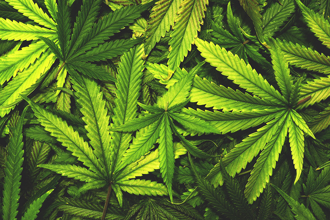 La marijuana telle que nous la connaissons actuellement Via Shutterstock