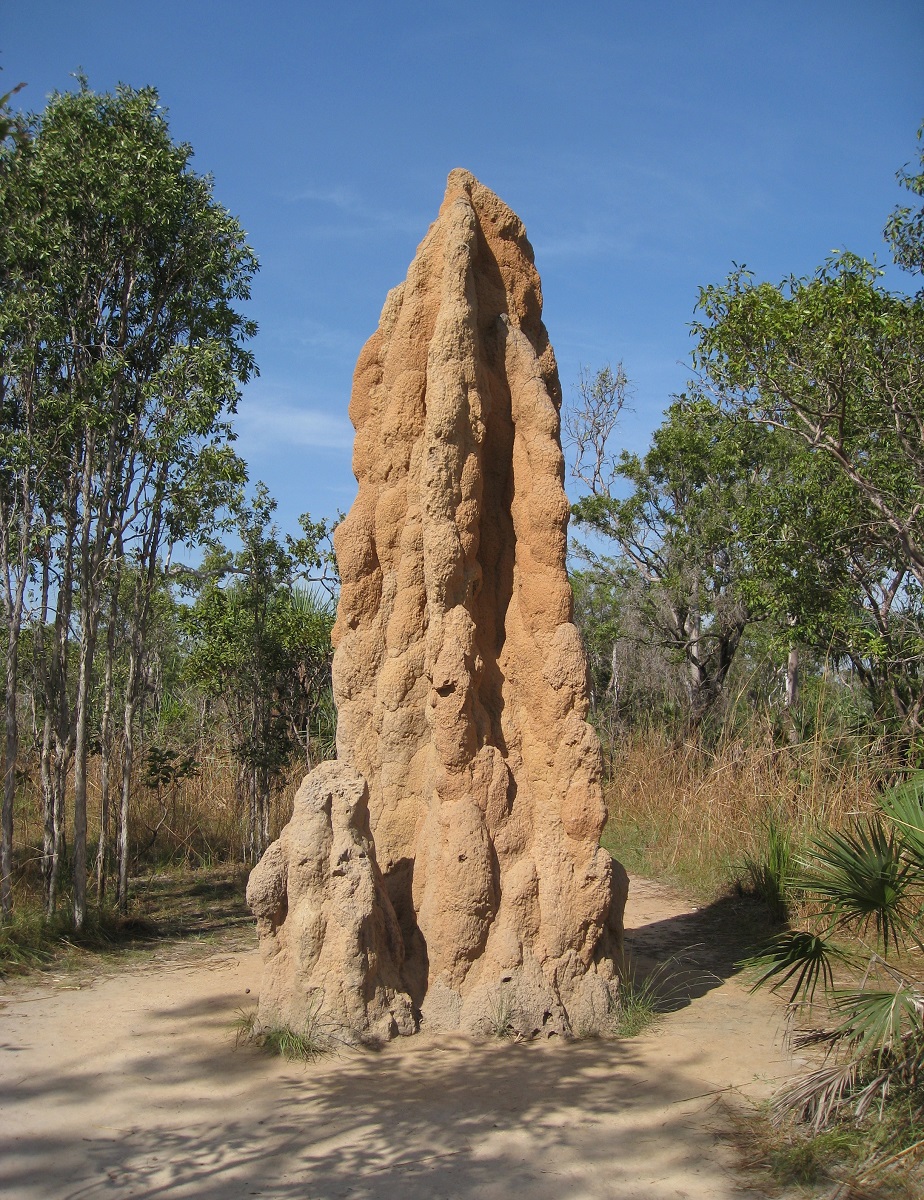 nid-de-termites