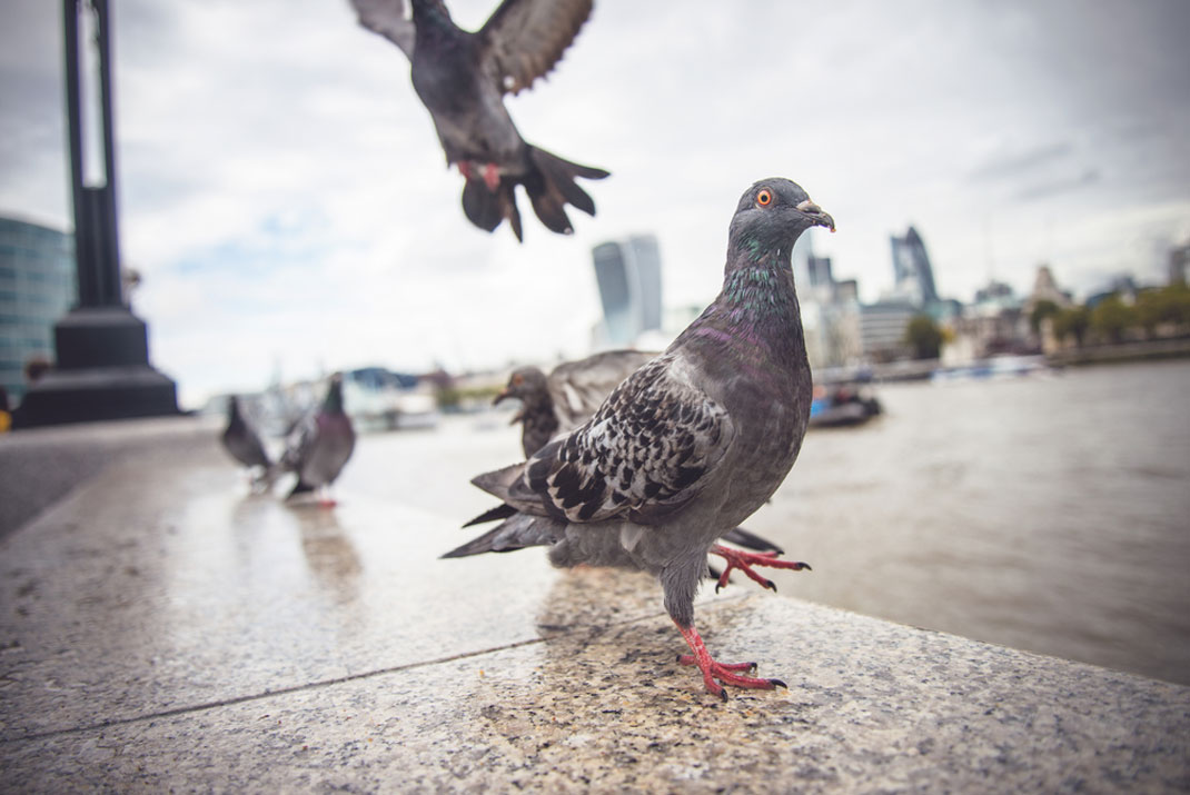 Des pigeons dans la vile via Shutterstock