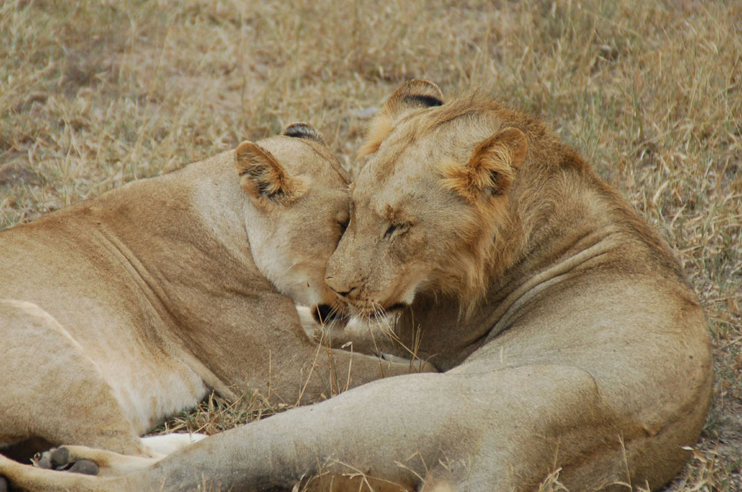 Deux lions africains