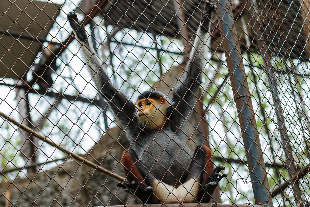 Un singe en cage via Shutterstock