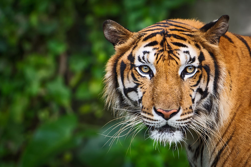 Portrait d'un tigre via Shutterstock
