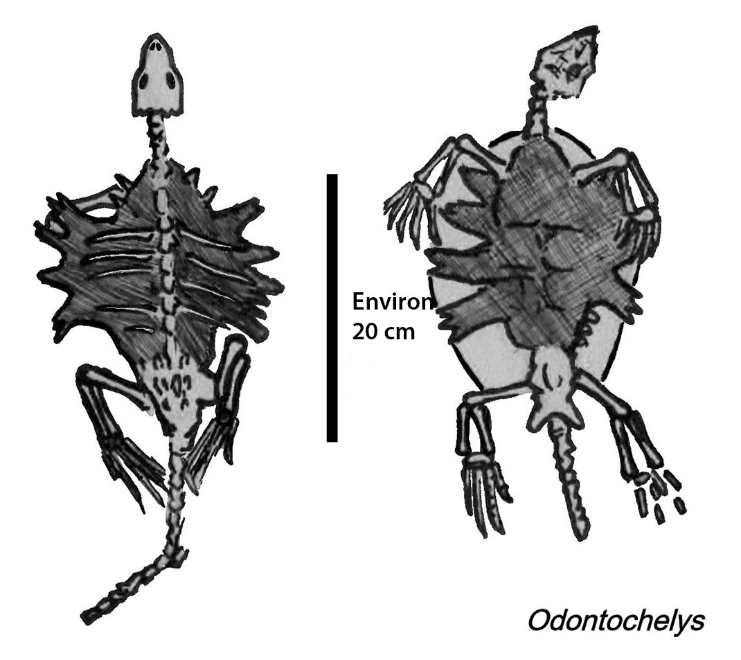 La cage thoracique de l'Odontochelys, une des premières tortues connues (by Conty)