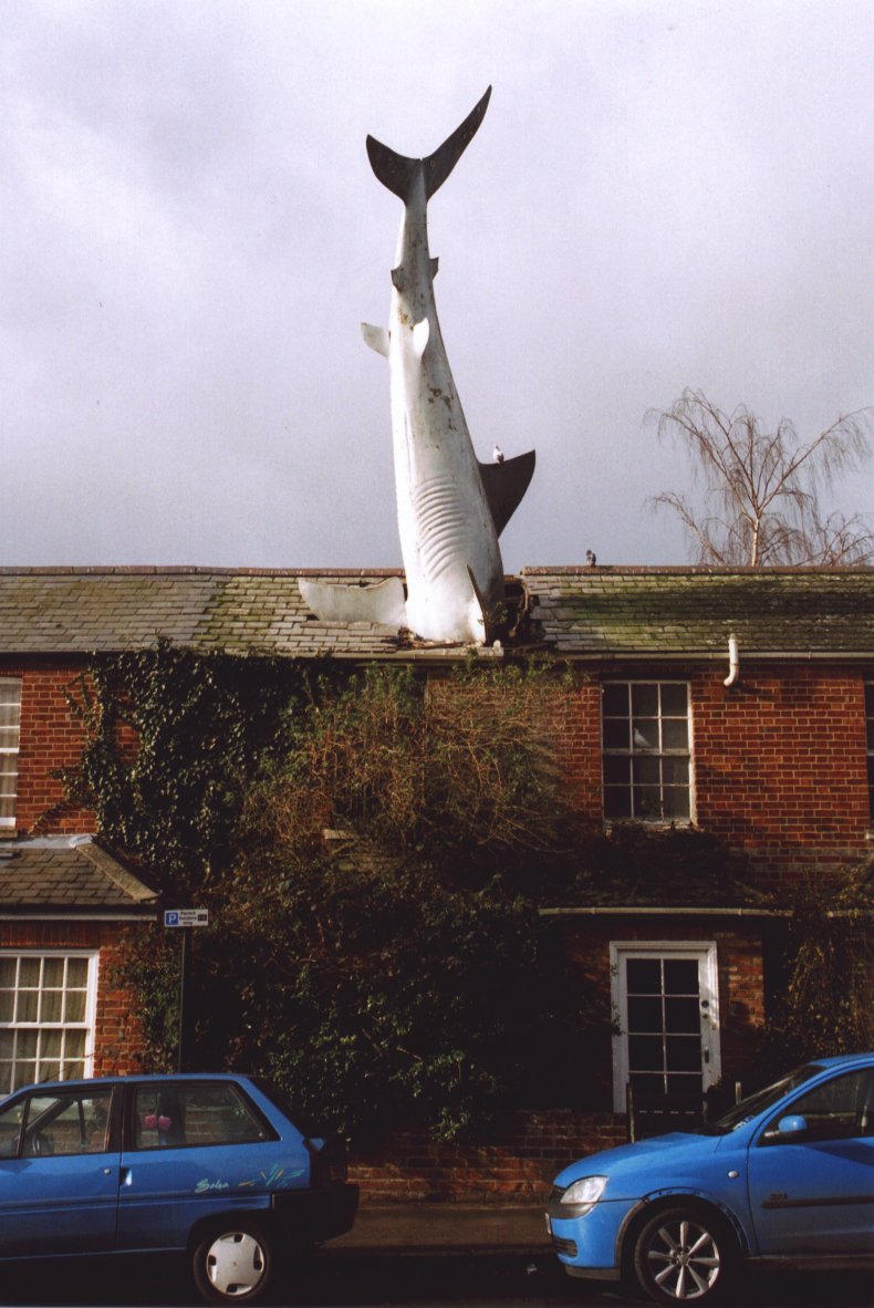 Headington-requin-1