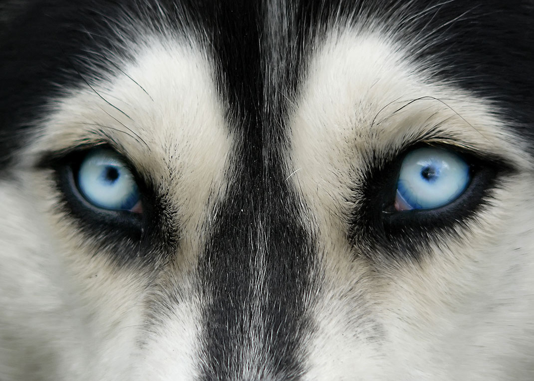 Les yeux d'un chien via Shutterstock