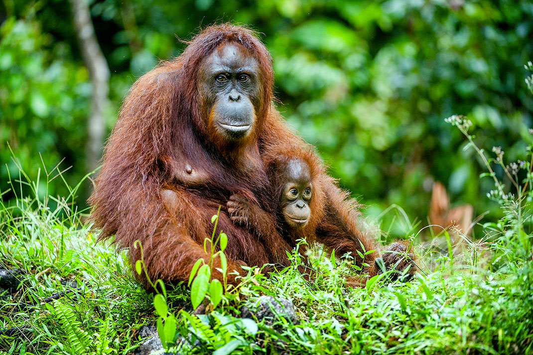 Un orang-outan via Shutterstock