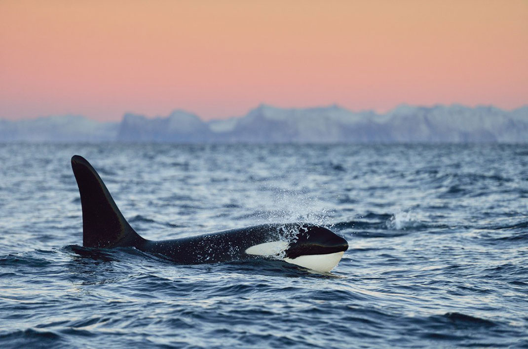 Un orque majestueux ©Yves Adams