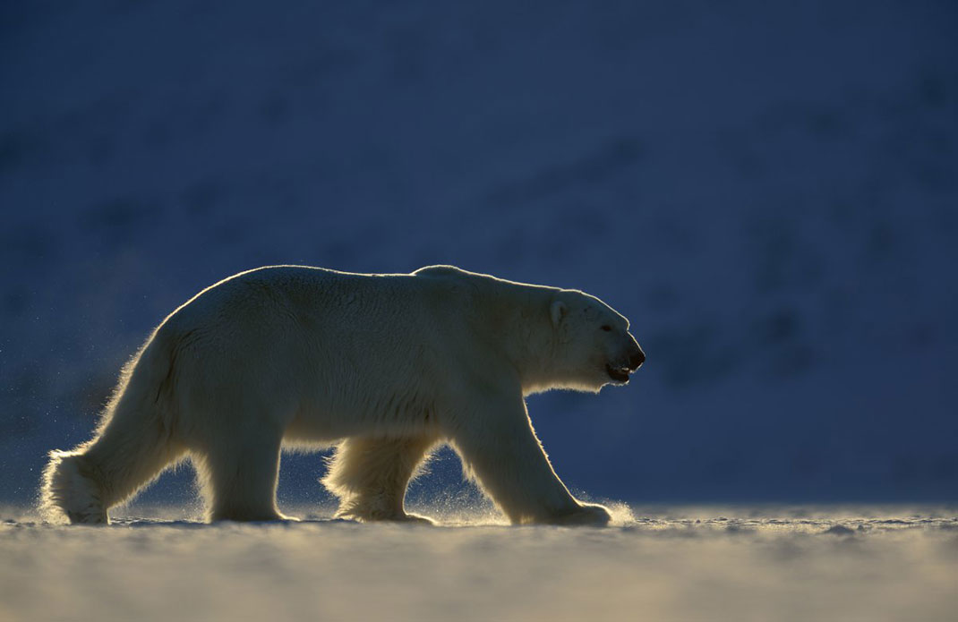 Un ours polaire ©Yves Adams