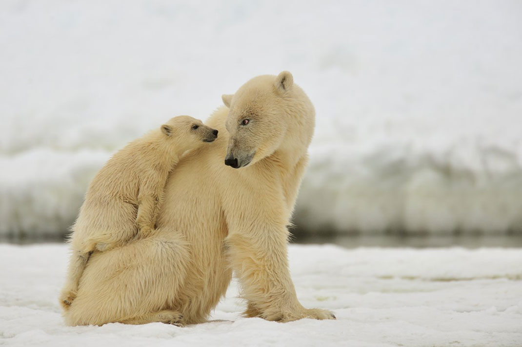 La tendre étreinte entre un ours polaire et son petit ©Yves Adams