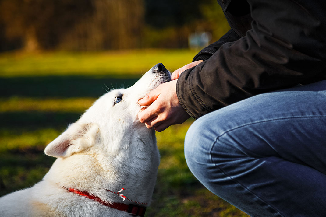 Un moment d'affection entre un chien et son maître via Shutterstock