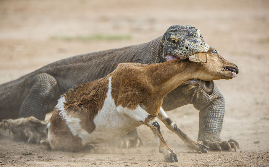 Un Dragon du Komodo attaque sa proie via Shutterstock