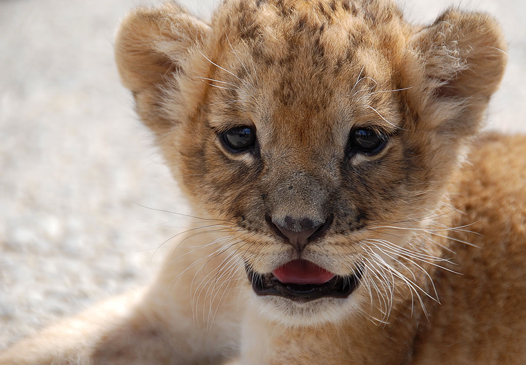 Un lionceau via Shutterstock