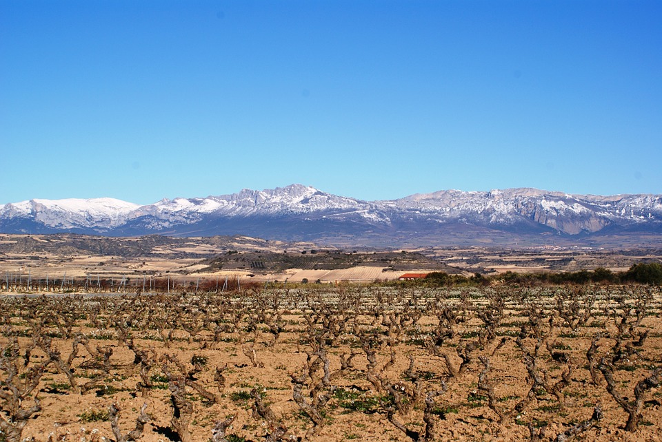 Les vignobles de La Rioja
