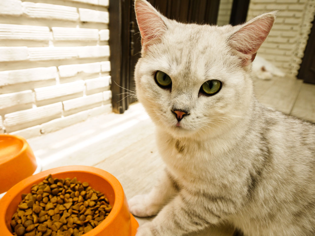 Кошку рвет непереваренной едой. Кошачий аппетит. Для аппетита кошке. Кот отказывается от еды. Коты отказались от еды.