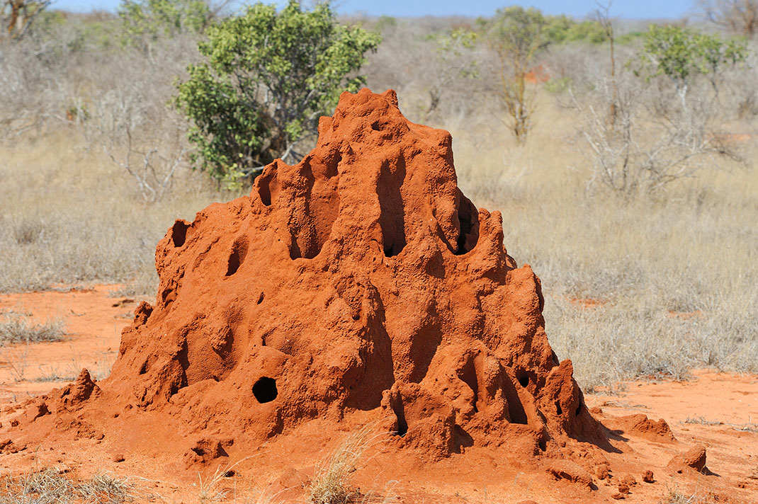 Une termitière via Shutterstock