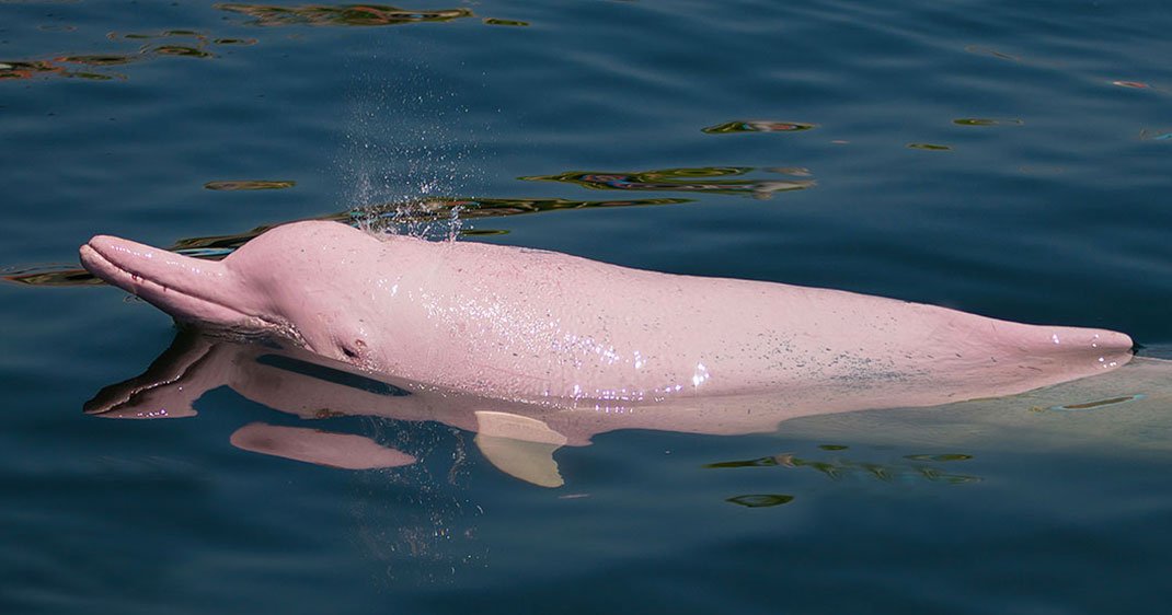 Rencontrez le boto, ce dauphin rose qui Ã©volue en eau douce.