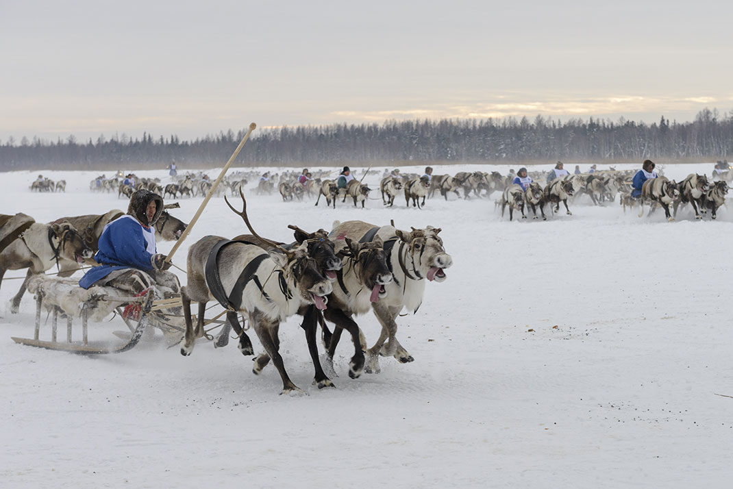 2 500 rennes ont été contaminés en Sibérie 