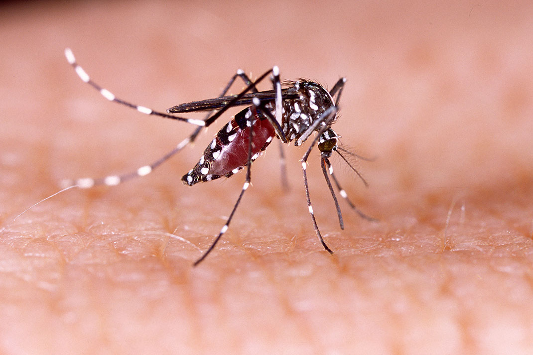 Le virus Zika est dévastateur pour les femme enceinte