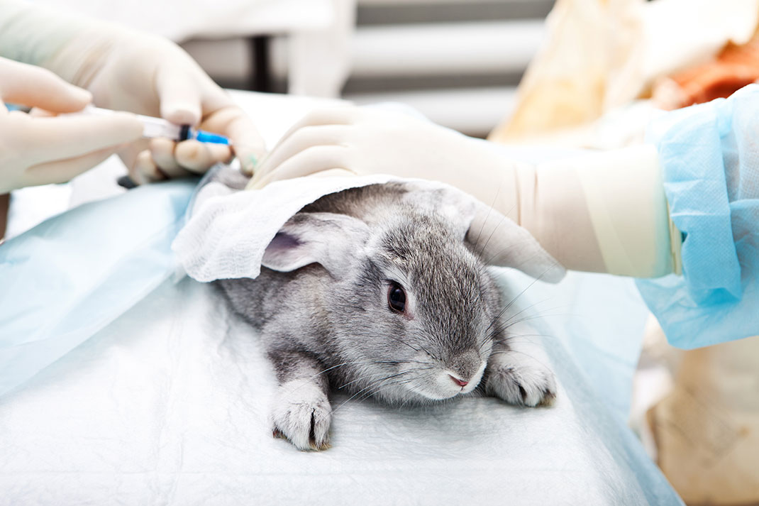 Un lapin se fait manipuler par des scientifiques via Shutterstock
