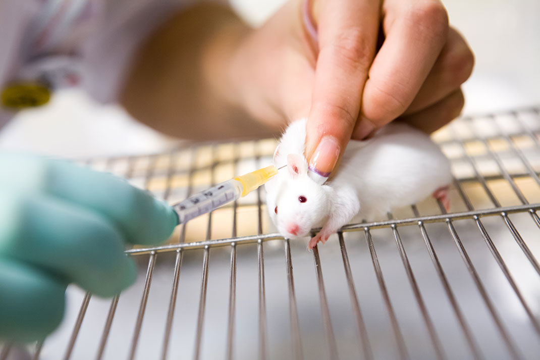 Des tests sont réalisés sur une souris de laboratoire via Shutterstock