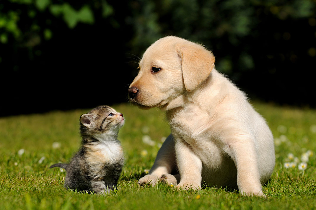 Depuis peu, les animaux sont considérés comme des êtres-vivants dans la loi française via Shutterstock