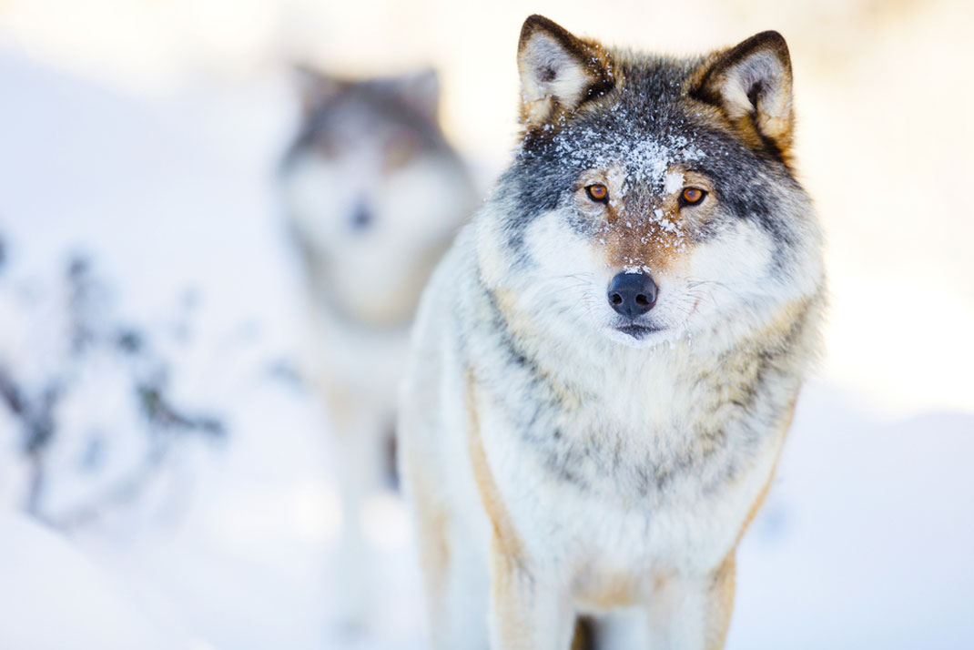 loups-norvege-chasse-tuer-1