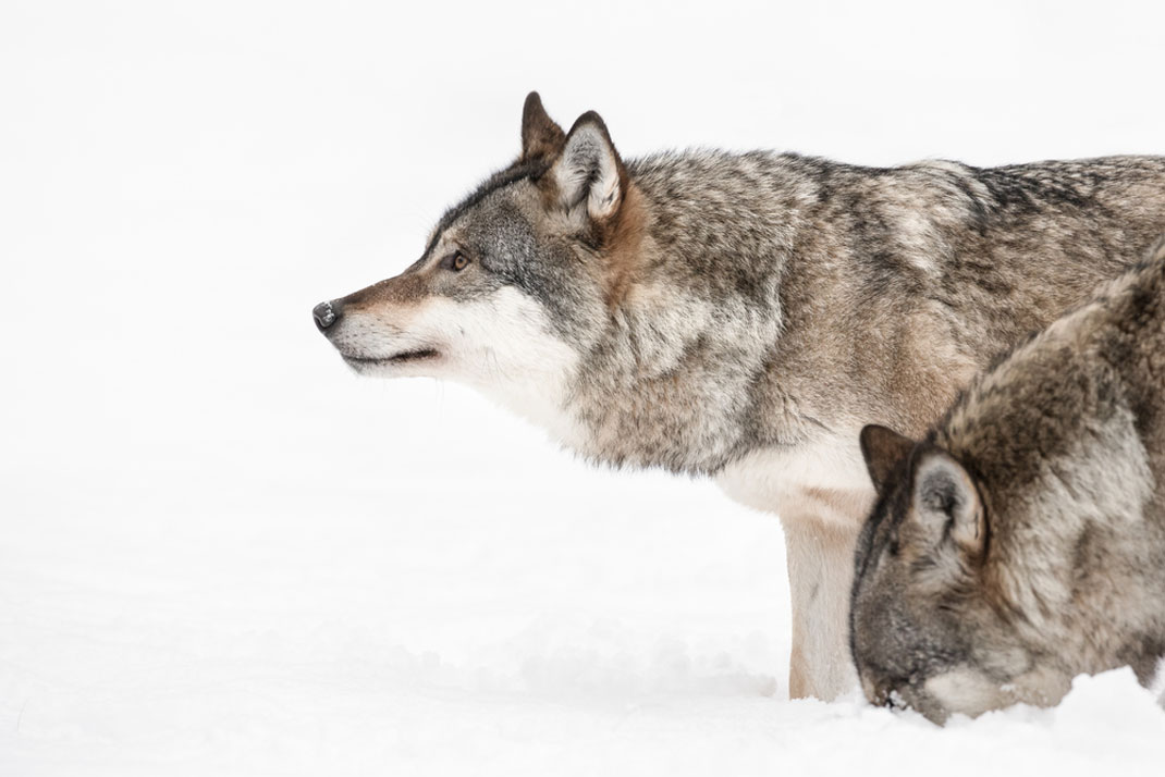 Deux loups en pleine chasse via Shutterstock