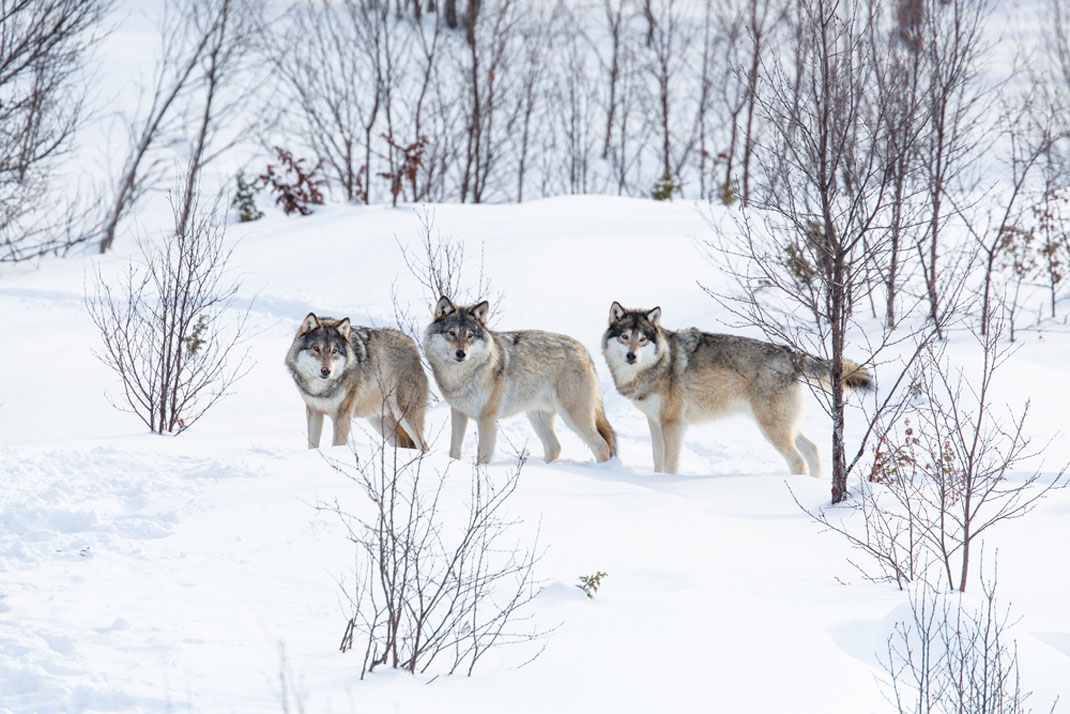 Une meute de loups norvégienne via Shutterstock