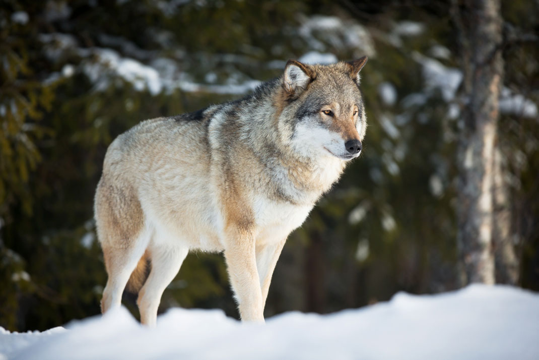 Un loup dans la forêt norvégienne en hiver via Shutterstock