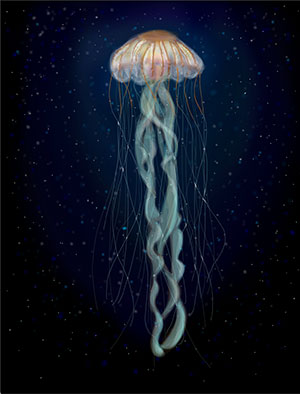 meduse-immortalite-2