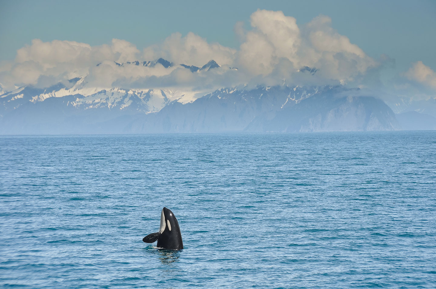 Une orque en liberté via Shutterstock