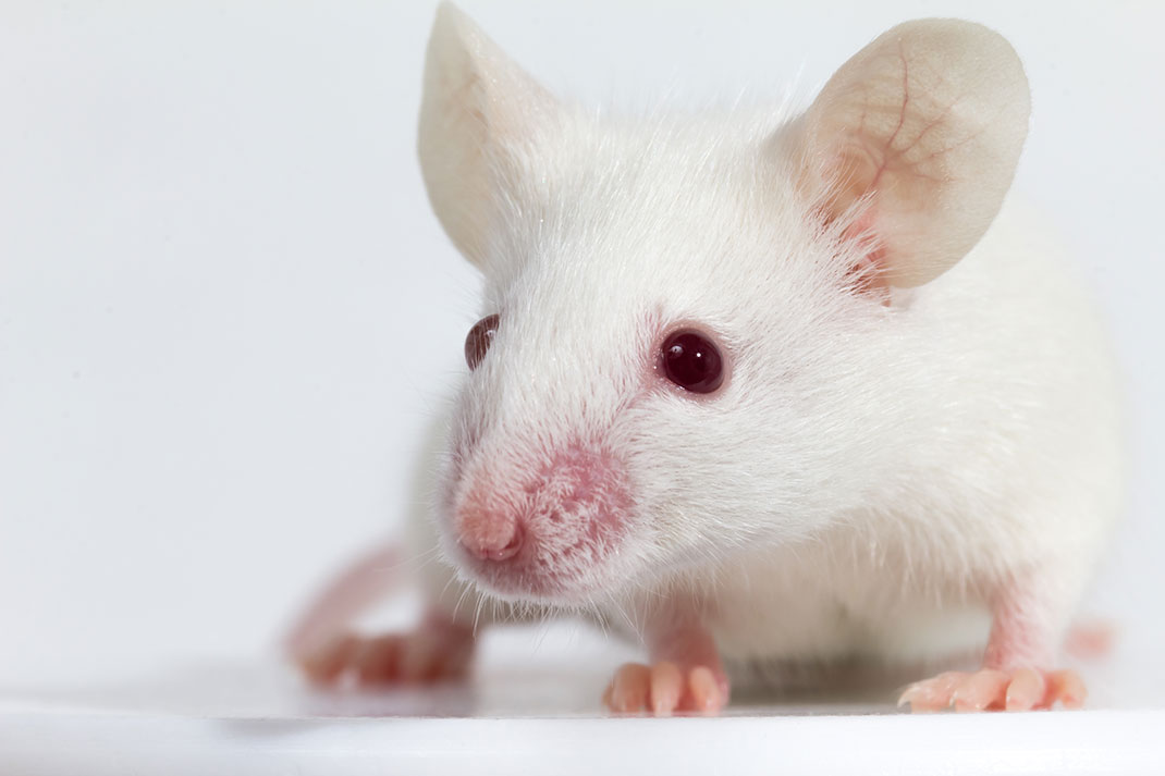 Pour la première fois, des chercheurs ont réussi à reproduire des souris sans ovocytes via Shutterstock