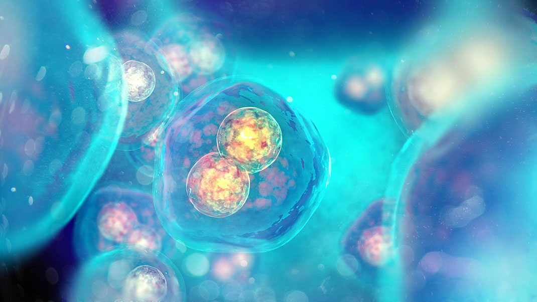Un embryon au stade de développement cellulaire via Shutterstock
