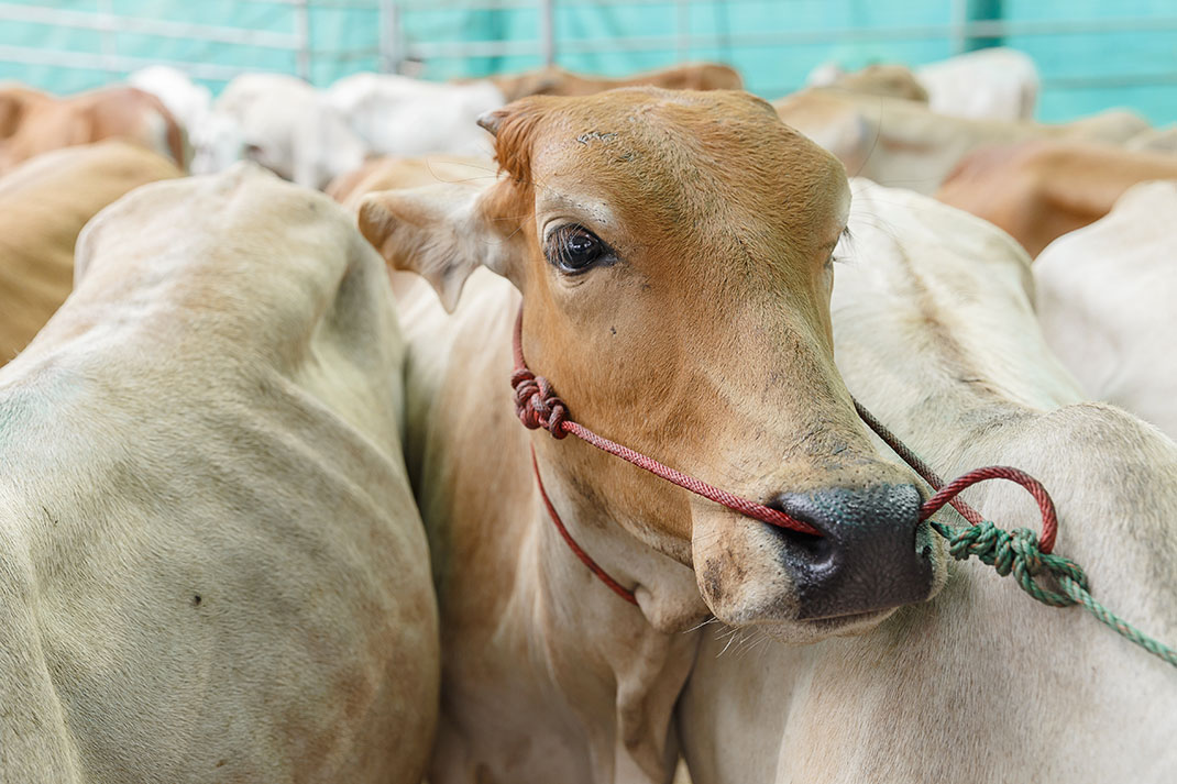 Des vaches emmenées à l'abattoir via Shutterstock